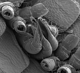 The new millipede’s four penises. (Image: Paul Marek, Virginia Tech)